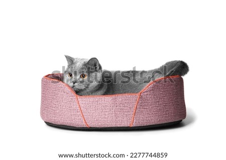 British cat lies in a soft pet bed on a white background, pet accessories.