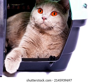 British Cat Looks Out Of An Open Door Inside A Cat Carrier With Its Paw Out, An Isolated Image, Beautiful Domestic Cats, Cats In The House, Pets, A Trip To The Vet. A Trip Away From Home