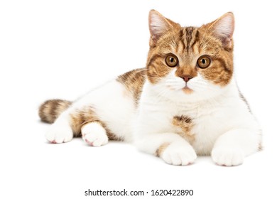 British Cat lying isolated on white background. Young shorthair Cat lying, front view with white and orange color stripes, looks directly into camera with beautiful cute big eyes