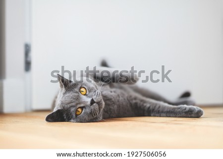 British cat lying on the floor at home. British shorthair breed portrait