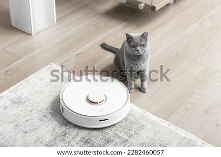British cat near the vacuum cleaner robot in the living room. The concept of easy daily cleaning of the house where pets live.