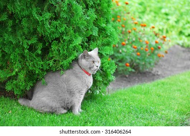 British cat on grass background - Shutterstock ID 316406264