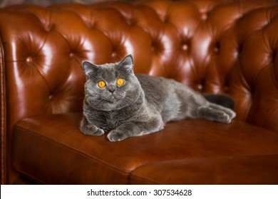 Cat Sofa Stock Photos Images Photography Shutterstock