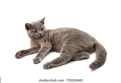 British Cat On The White Background