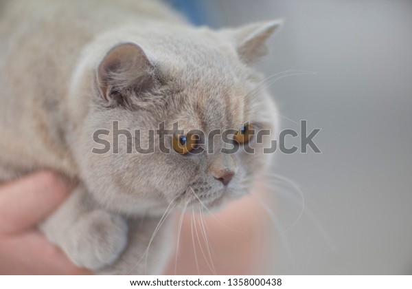 Closeup White Turkish Angora Cat Heterochromia Stock Photo Shutterstock