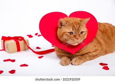 British Cat Portrait Valentines Day Heart
