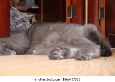 A British Cat Rests Against The Door Jamb. Funny Cat.