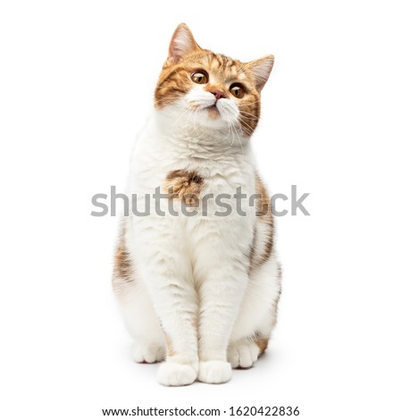 British Cat sitting isolated on white background. Young shorthair Cat sitting looks up with beautiful cute big eyes, front view with white and orange hair color stripes