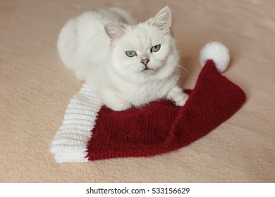 British Cat Sitting On A Bed With Red Cap Ready For New Year Or Christmas