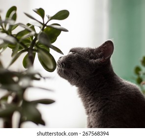 British Cat Smelling A Green Leaf Of A Plant