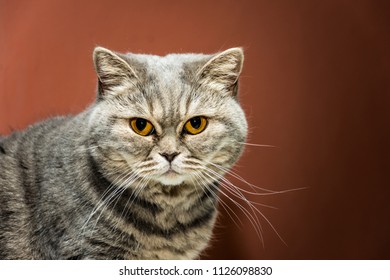 British cat is strict and serious looking to camera. Funny cat with orange eyes