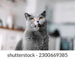 British cat with tongue out licking his lips. British shorthair breed