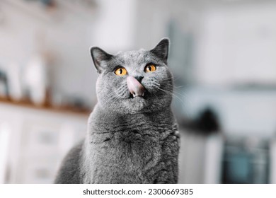 British cat with tongue out licking his lips. British shorthair breed - Shutterstock ID 2300669385