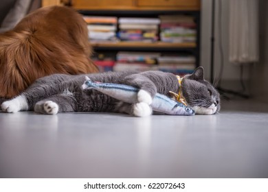 British Cat And Toy Fish