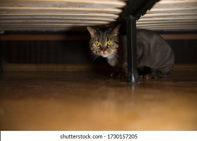 British Cat Under The Bed.  Cat Grooming.  Сat Haircut Styles, Lion Cut For Cats Concept.