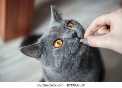 British Cat Want To Eat From Hand Of Woman, Close Up,  Cat With Yellow Eyes Asks For Food,