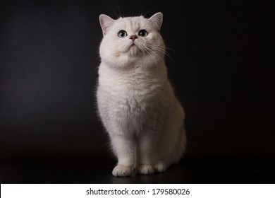 British Cat, White On A Black Background