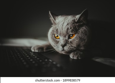 British Cat Works Behind A Laptop In Bed Long Into The Night, Wallpaper, Night-night, Working Home, Cat Life, British Shorthair Cat