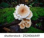 British Columbia Forest Mushrooms growing in the fall