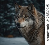 The British Columbian Wolf, also known as the British Columbia Wolf or the British Columbia Timber wolf is a subspecies of the Gray Wolf native to the coastal rainforests and inland regions of British