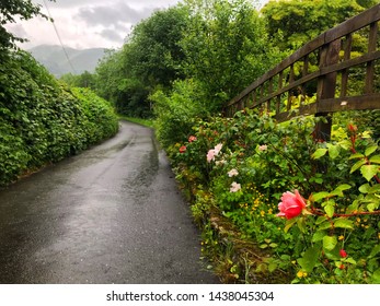 A British Country Lane. In North Wales. A Rose Bush Hedge