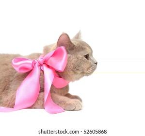 British Cream Shorthair Cat Red Ribbon Stock Photo (Edit Now) 52605868