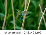 British dragonfly in the garden