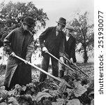 British elders put in a full day at farm work to supply their country with needed food. They hoe their sugar beet crop at Essex, England. April 1943. World War 2.