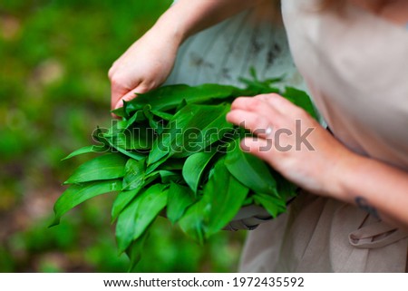 British Female woman foraging for organic wild garlic in Woodland area harvesting spring greens