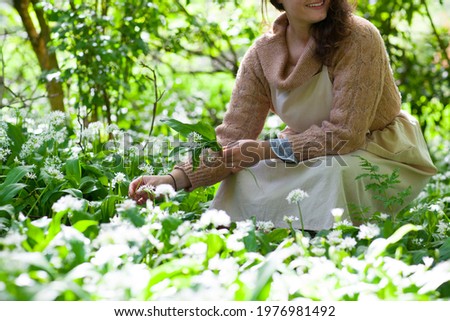 British Female woman foraging for organic wild garlic in Woodland area harvesting spring greens