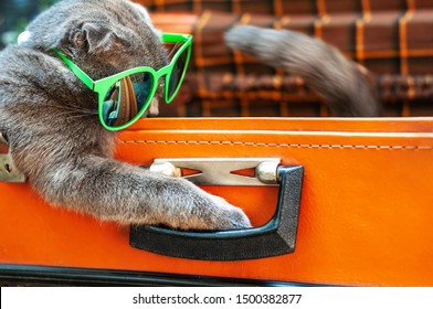 British Fold Cat Sits In A Suitcase In Sunglasses Awaiting Travel. Travelers Pets