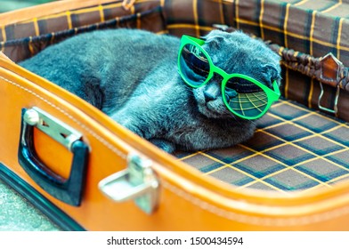 British Fold Cat Sits In A Suitcase In Sunglasses Awaiting Travel. Travelers Pets