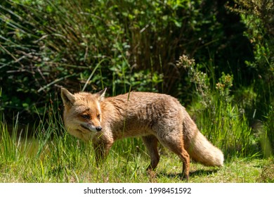 British Fox In A Sunny Field Uk 