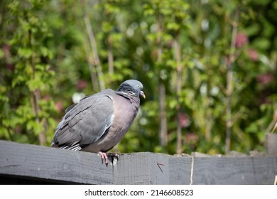 British Garden Birds In Springtime 