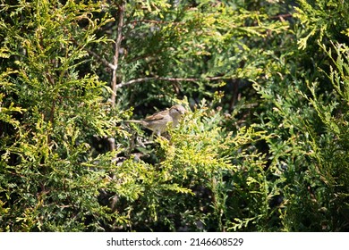 British Garden Birds In Springtime 