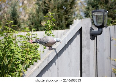 British Garden Birds In Springtime 