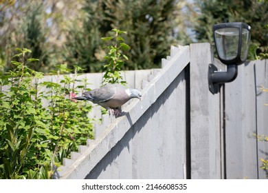 British Garden Birds In Springtime 