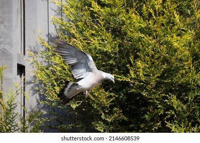 British Garden Birds In Springtime 