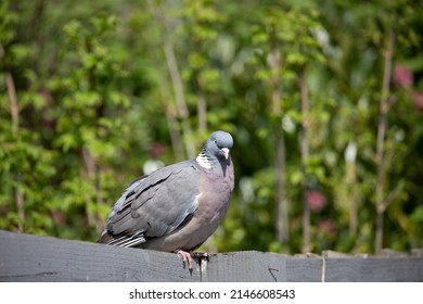 British Garden Birds In Springtime 