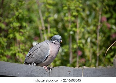 British Garden Birds In Springtime 