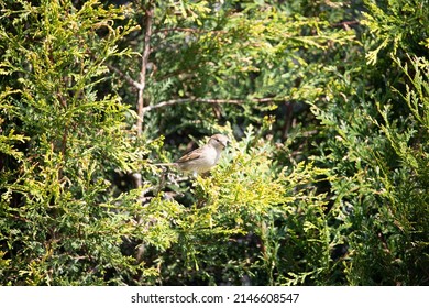 British Garden Birds In Springtime 