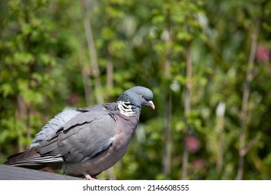 British Garden Birds In Springtime 