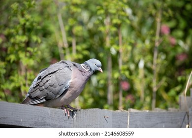 British Garden Birds In Springtime 