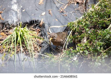 British Garden Birds In Springtime 