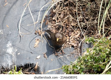 British Garden Birds In Springtime 