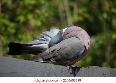 British Garden Birds In Springtime 