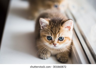 British gold chinchilla kitten