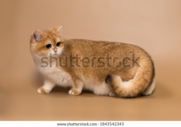 British Golden Chinchilla Black Golden Shaded Stock Photo Edit Now 1843542343