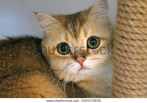 British Golden Chinchilla Cat Close Royalty Free Stock Image