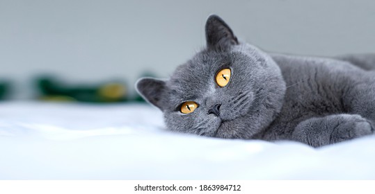 British gray blue shorthair cat relaxing laying on bed. Closeup. Selective focus. banner - Powered by Shutterstock